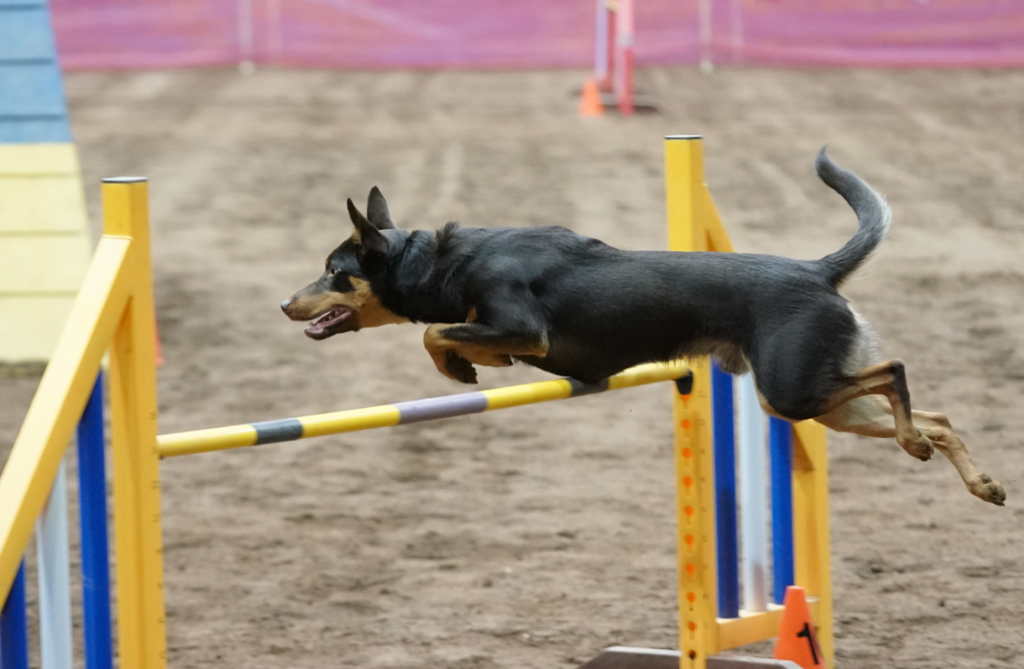 Leaping Dog 
Competition Photo
